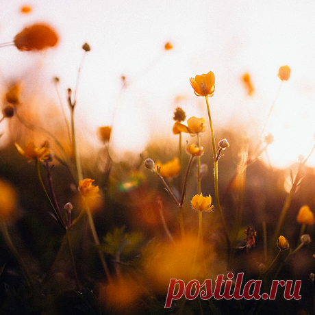 рыжее