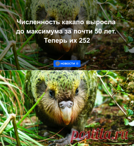 Численность какапо выросла до максимума за почти 50 лет. Теперь их 252 - 10 августа 2022 | Новости Mail.ru