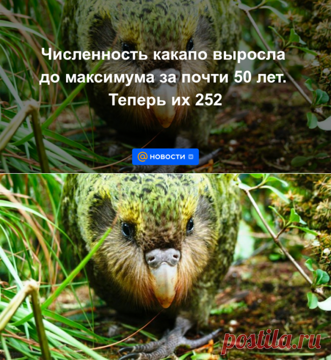 Численность какапо выросла до максимума за почти 50 лет. Теперь их 252 - 10 августа 2022 | Новости Mail.ru