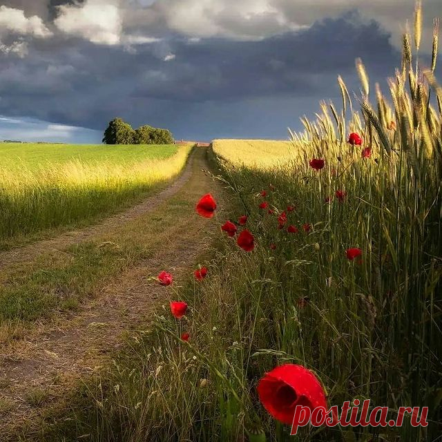 Доброе утро, друзья! Листайте 👉⠀
🌾🌻🌿🌼🌱  ️Представляем Вам подборку красивых фотографий. Какое фото нравится вам больше 1,2,3...10?
⠀
⭕ Подпишись ▶️ @natureofrussia.ru ⠀
⠀
Благодарим авторов. Фотографии в карусели по порядку : 
1) Перед грозой.  Автор @peterlundqvist
2) Три мордашки.  Автор @d.arkhipov 
3) Торжок. Тверская область.  Автор @denko_
4) Караканский бор.  Автор @lera.perla
5) Утро на озере. Автор @jukkapaa
6) С куста вкуснее. Автор @elen_nikishina 
7) Крас...