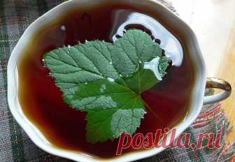 Как заготовить домашний ферментированный чай из листьев малины