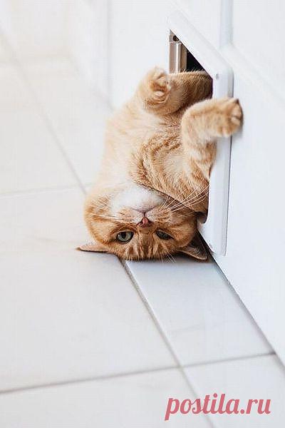 Хозяйка!!!Не дрался , шерсть  и  лапы  чистые .  Захожу!