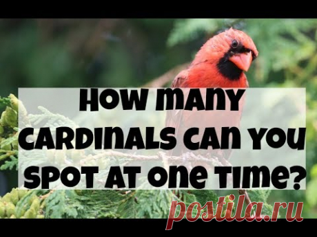 7 PROVEN Ways To Attract Cardinals To Feeders! (2025) - Bird Watching HQ