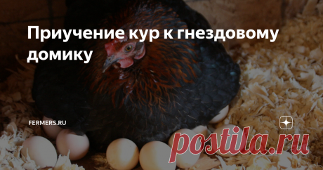 Приучение кур к гнездовому домику У фермеров, занимающихся разведением домашней птицы, может возникнуть следующая проблема – птица не несет яйца в гнезде. К такому поведению приводят некоторые факторы, но также существуют способы исправить ситуацию.
