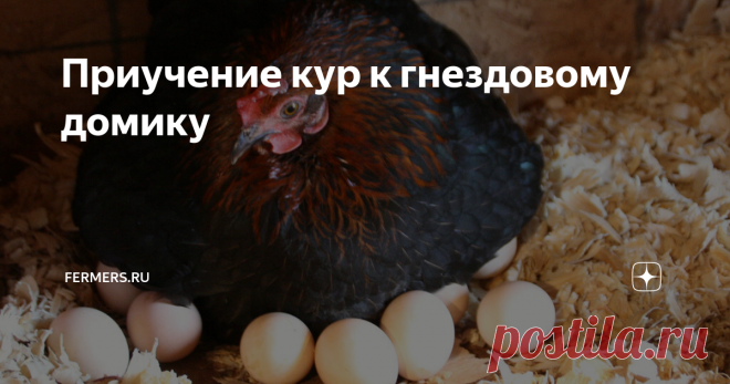 Приучение кур к гнездовому домику У фермеров, занимающихся разведением домашней птицы, может возникнуть следующая проблема – птица не несет яйца в гнезде. К такому поведению приводят некоторые факторы, но также существуют способы исправить ситуацию.
