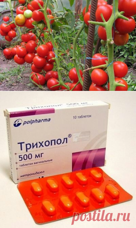Трихопол,  йод ,  зеленка помощники для помидор