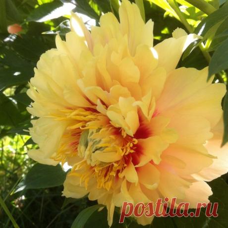 Пионы: выбираем подходящий сорт, высаживаем в грунт Травянистые или древовидные, махровые или японские — сорта пионов очень разные, посадите в своем саду хотя бы один куст