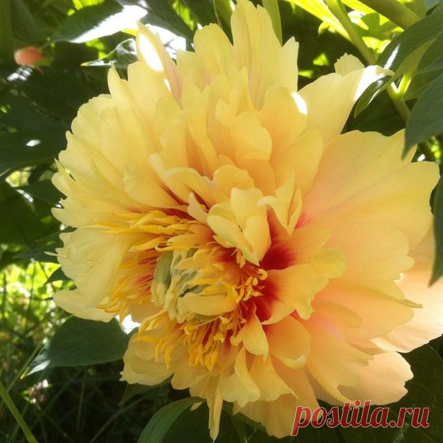 Пионы: выбираем подходящий сорт, высаживаем в грунт Травянистые или древовидные, махровые или японские — сорта пионов очень разные, посадите в своем саду хотя бы один куст