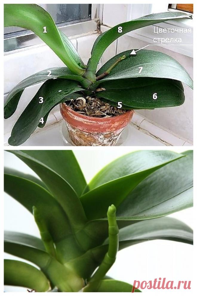 9 правил, благодаря которым орхидея будет буйно цвести круглый год.