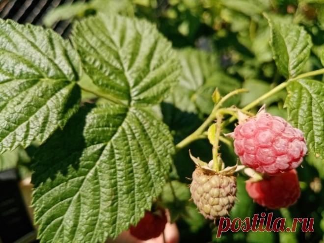 Как обрезать малину после сбора ягод: простая схема для начинающих садоводов. Срез делают на уровне земли или чуть ниже, стараясь не повредить молодую поросль.