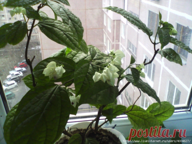 Клеродендрум Томсона. Секрет цветения