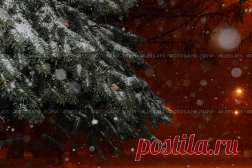 A tree covered in snow with a blurry background Стоковое фото, фотограф Ilaronsia / Фотобанк Лори