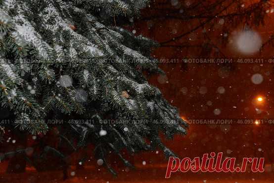 A tree covered in snow with a blurry background Стоковое фото, фотограф Ilaronsia / Фотобанк Лори