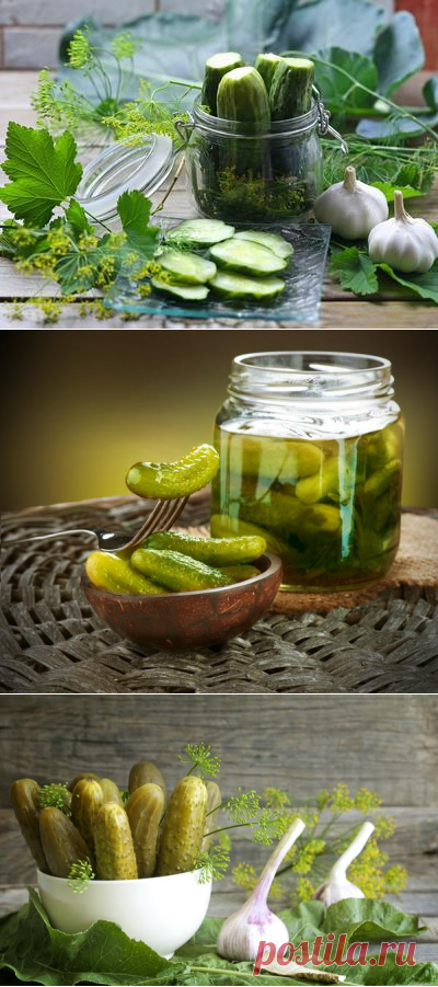 Соленые и маринованные огурцы: секреты заготовки