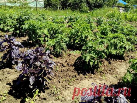 Огород первый год: освоение целины