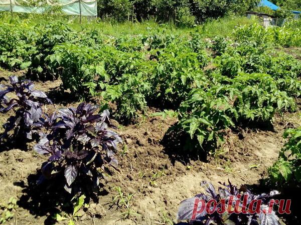 Огород первый год: освоение целины