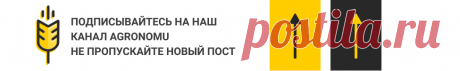 Пикировка рассады: что это такое и зачем это нужно