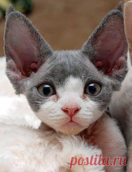 lovely pets : The 10 Most Unique Looking Cat Breeds