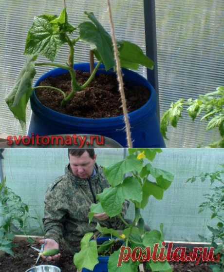 Ранний огурец в баке в томатной теплице | Все про помидоры (томаты) - видео, фото, отзовы