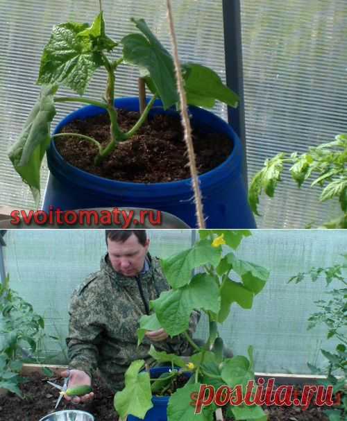 Ранний огурец в баке в томатной теплице | Все про помидоры (томаты) - видео, фото, отзовы