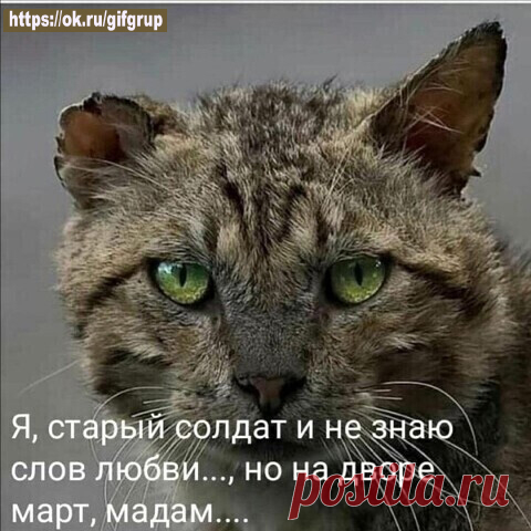 кот