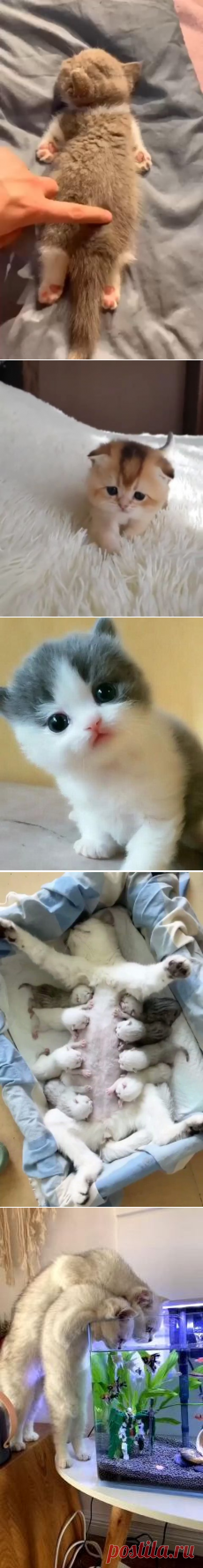 (1606) Pinterest