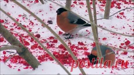 *** Снегири .... ~ Плэйкасты ~ Beesona.Ru
