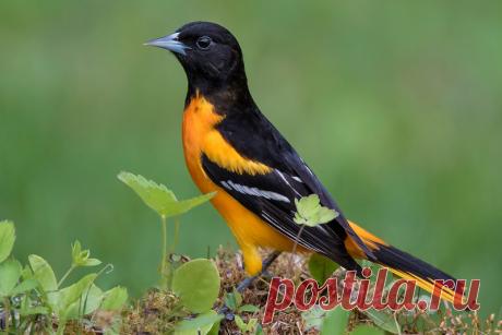 Oriole - Поиск в Google