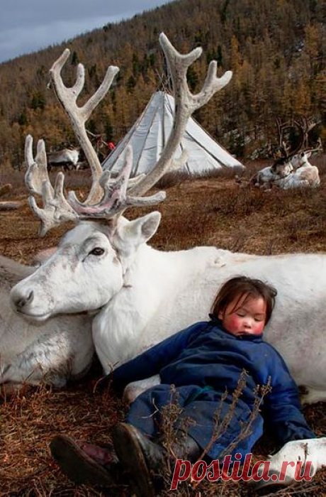 (950) A "Dukha" Youngster Asleep on The Warmth of The Tribe's Mongolian Reindeer. (Photo By: Hamid Sardar-Afkhami on Shareably.)
