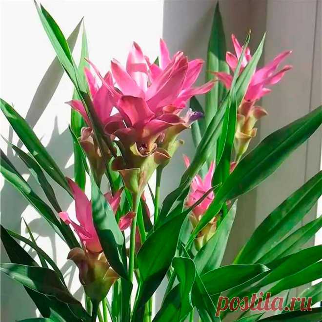 Комнатное растение Куркума (Curcuma). Куркума используется для получения пряности, придающей блюдам желтый цвет и приятный аромат. Тем не менее, яркие крупные цветы куркумы могут украсить квартиру или офис. Родина растения - полуостров Индостан. Высота в комнатных условиях может достигать 1 м. Цветение начинается обычно летом. Соцветия на 30-40 см возвышаются над листьями. В первую очередь привлекают внимание красивые яркие прицветники, сами цветки - мелкие, невзрачные.
