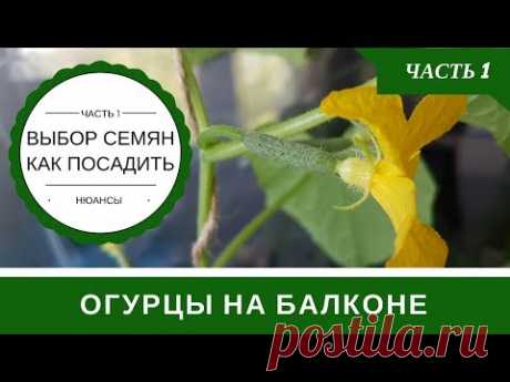 Огурцы На Балконе Технология Выращивания В Бутылке: Часть 1