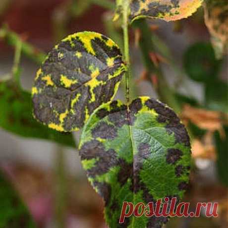 Как бороться с черной пятнистостью роз..