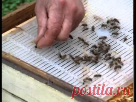 Творческое пчеловодство