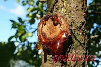 Камедетечение на деревьях: профилактика и лечение | Дача - впрок