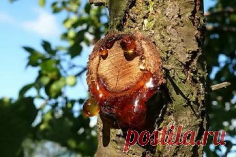 Камедетечение на деревьях: профилактика и лечение | Дача - впрок