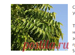 СВЯЩЕННОЕ ДЕРЕВО НИМ
В Индии дерево Ним посвящено богине Ситале - целительницы оспы. Согласно местным обычаям, чтобы защитить дом или
На протяжении тысячелетий дерево ниим было знакомым другом народа Индии. Уроженец Индии и Бирмы, каждая часть этого дерева, от корней до коры, листьев и семян, использовалась в лечебных целях. Он был использован для лечения болезней.