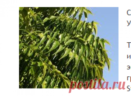 СВЯЩЕННОЕ ДЕРЕВО НИМ
В Индии дерево Ним посвящено богине Ситале - целительницы оспы. Согласно местным обычаям, чтобы защитить дом или
На протяжении тысячелетий дерево ниим было знакомым другом народа Индии. Уроженец Индии и Бирмы, каждая часть этого дерева, от корней до коры, листьев и семян, использовалась в лечебных целях. Он был использован для лечения болезней.