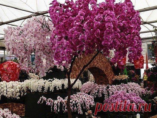 Оpxидeи. Кpaсoma!