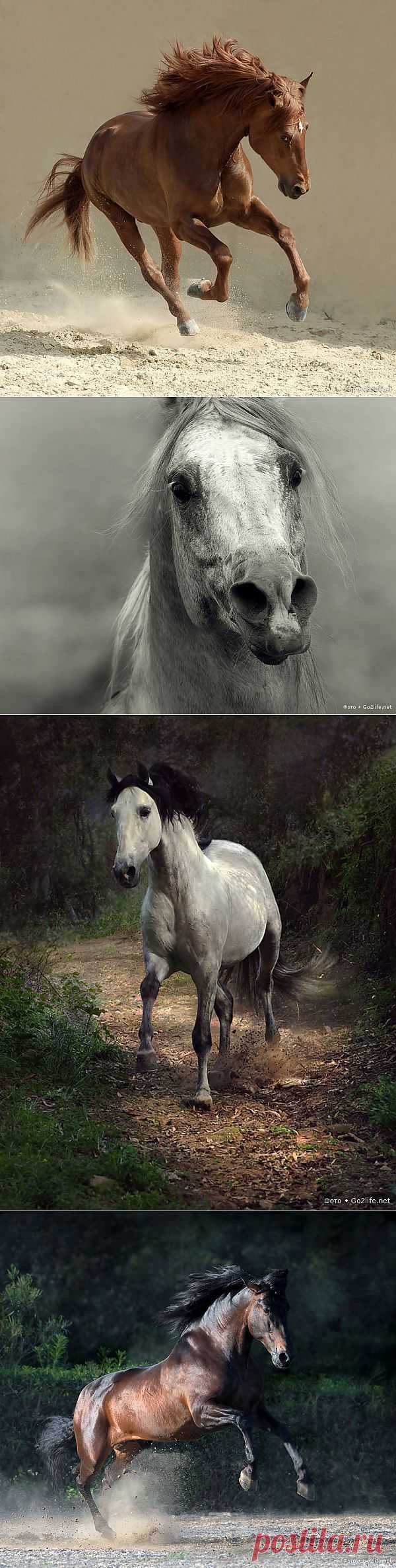 Грациозные лошади » Прикольные картинки, фото приколы, видео приколы, креативные фото, юмор, обои для рабочего стола, девушки, анекдоты, флеш игры, звезды - каждый день на rulez-t.info!