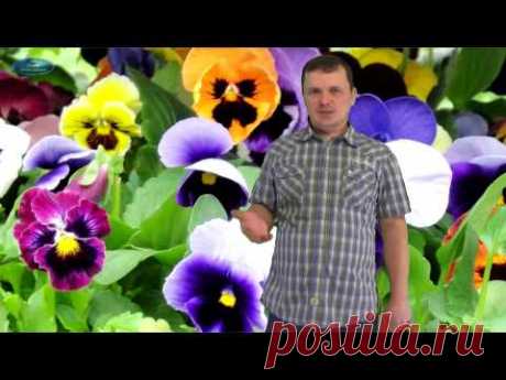 ВИОЛА. Как вырастить хорошую рассаду виолы(Анютиных глазок(