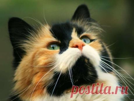 cats_d@ra_september (32)