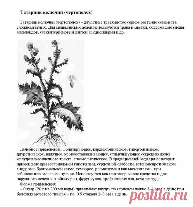 Татарник колючий (чертополох).
«Уникальные лечебные свойства сорняков»  Корсун В.Ф., Викторов В.К