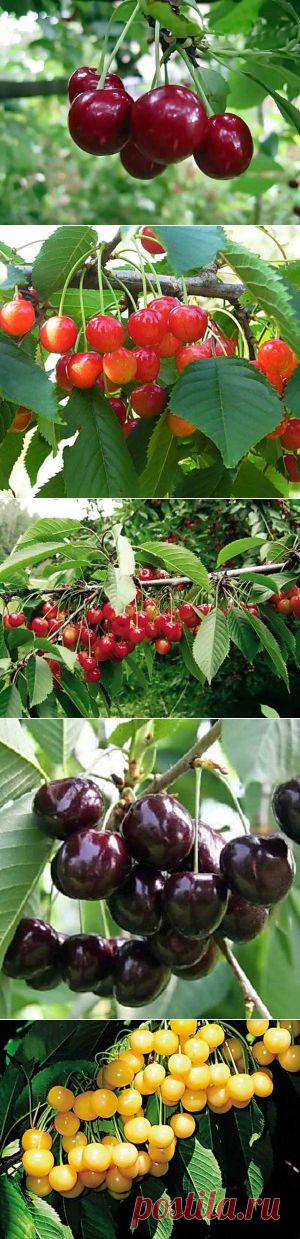 Описание популярных сортов черешни | Самоцветик