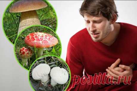 Отравились грибами — что делать? | Полезные советы на все случаи жизни