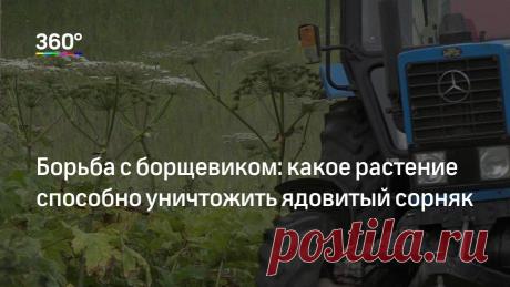 Борьба с борщевиком: какое растение способно уничтожить ядовитый сорняк Специалисты нашли способ бороться с борщевиком, только метод оказался более затратным, чем нынешние меры.Вся Россия борется с борщевиком, потому что растение негативно влияет на здоровье человека. «В …