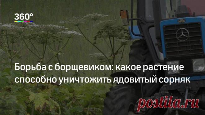 Борьба с борщевиком: какое растение способно уничтожить ядовитый сорняк Специалисты нашли способ бороться с борщевиком, только метод оказался более затратным, чем нынешние меры.Вся Россия борется с борщевиком, потому что растение негативно влияет на здоровье человека. «В …