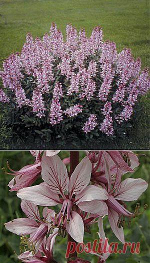 Красивое и опасное растение. Малейшее прикосновение к нему в солнечную погоду вызывает достаточно сильный «ожог», который проявляется не сразу (в тени и ночью он относительно безопасен). Поэтому если вы решитесь выращивать его на своем участке, стоит быть предельно внимательными и осторожными с ним.