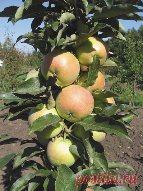 Колоновидная чудо-яблоня