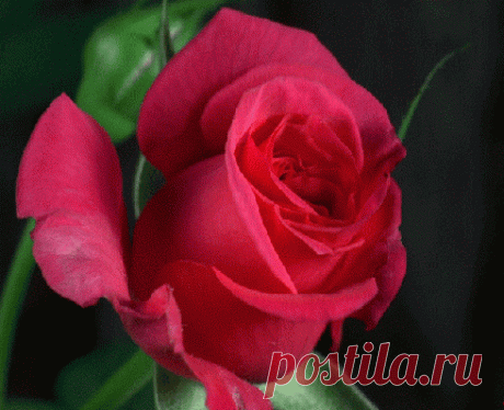 447960663302042.gif (430×350)