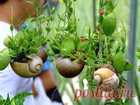 Домики улиток